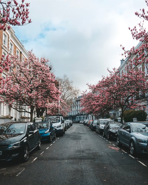 A residential street in South Kensington lined with parked cars on both sides, with several trees in full bloom displaying pink blossoms along the pavement. The street is flanked by elegant white terraced houses with detailed facades, large windows, and decorative elements. The scene is set during daytime with a partly cloudy sky overhead. This setting may illustrate a typical environment for home relocation or furniture transport, which Man with Van South Kensington's removals services could facilitate, highlighting the importance of careful vehicle parking, street access, and the scenic context of moving within this area.